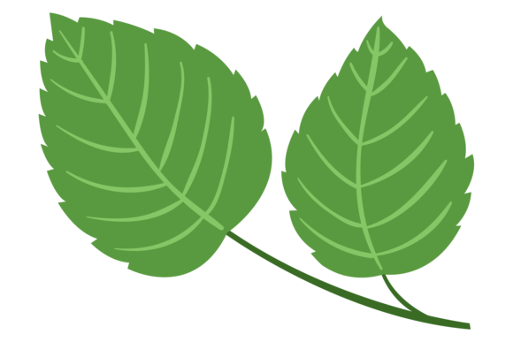 Green Leaves Branch. Garden Plant Decora